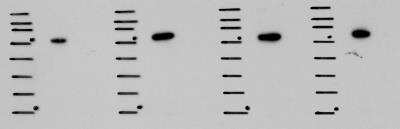 Western Blot: DNCIC1 Antibody (74.1) [NB300-726]