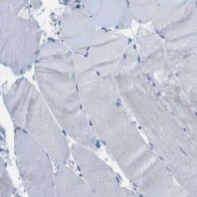 Immunohistochemistry-Paraffin: DNER Antibody [NBP1-88665]