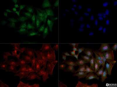 Immunocytochemistry/ Immunofluorescence: DNMT1 Antibody (60B1220.1) - BSA Free [NB100-56519]