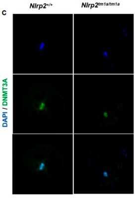 Immunocytochemistry/ Immunofluorescence: DNMT3A Antibody (64B1446) - Azide and BSA Free [NBP2-80699]