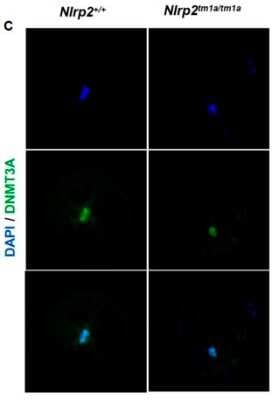 Immunocytochemistry/ Immunofluorescence: DNMT3A Antibody (64B1446) - BSA Free [NB120-13888]