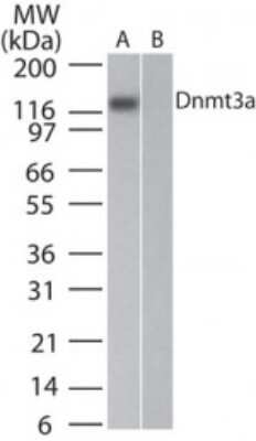 Western Blot: DNMT3A Antibody (64B814.1)Azide Free [NBP2-33216]