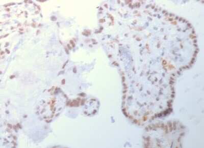 Immunohistochemistry-Paraffin: DNMT3A Antibody (PCRP-DNMT3A-1E2) - Azide and BSA Free [NBP3-08483]
