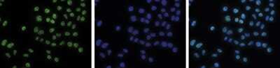 Immunocytochemistry/ Immunofluorescence: DNMT3B Antibody [NBP2-59291]