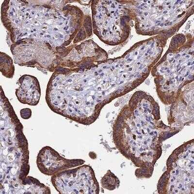 Immunohistochemistry-Paraffin: DOC2B Antibody [NBP2-13930]
