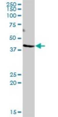 Western Blot: DOC2B Antibody [H00008447-B01P]