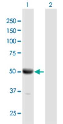 Western Blot: DOC2B Antibody [H00008447-B01P]