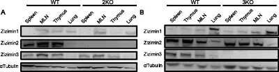 Knockout Validated: DOCK10 Antibody [NB100-60669]