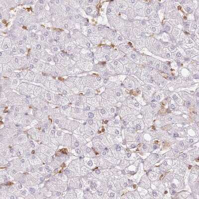 Immunohistochemistry-Paraffin: DOCK2 Antibody [NBP2-38303]