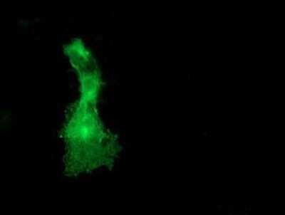 Immunocytochemistry/ Immunofluorescence: DOK2 Antibody (OTI1A4) - Azide and BSA Free [NBP2-71407]
