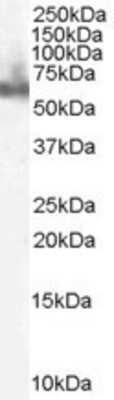 Western Blot: DOK3 Antibody [NB100-838]