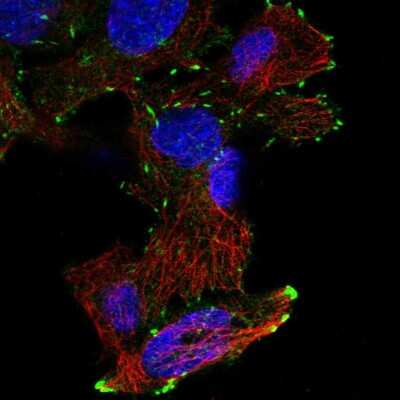 Immunocytochemistry/ Immunofluorescence: DOK6 Antibody [NBP2-56459]