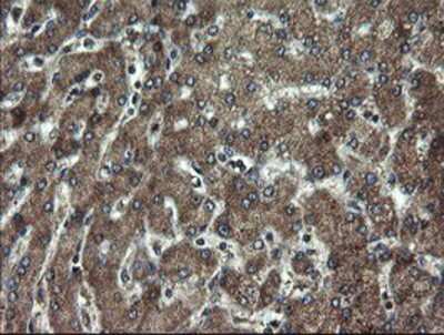 Immunohistochemistry-Paraffin: DOK7 Antibody (OTI1A9) [NBP2-02073]