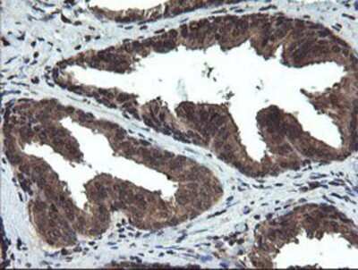 Immunohistochemistry-Paraffin: DOK7 Antibody (OTI1A9) [NBP2-02073]