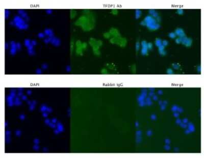Immunocytochemistry/ Immunofluorescence: DP1 Antibody [NBP3-10877]