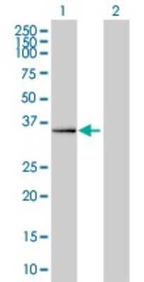 Western Blot: DPF2 Antibody (2F6) [H00005977-M01]