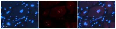 Immunohistochemistry-Paraffin: DPF3 Antibody [NBP2-87298]