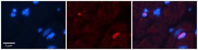 Immunohistochemistry-Paraffin: DPF3 Antibody [NBP2-87299]