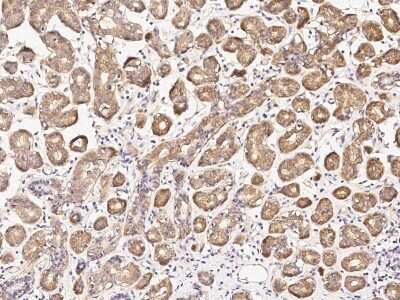 Immunohistochemistry-Paraffin: DPF3 Antibody [NBP2-99185]