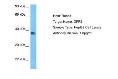 Western Blot: DPF3 Antibody [NBP2-87297]