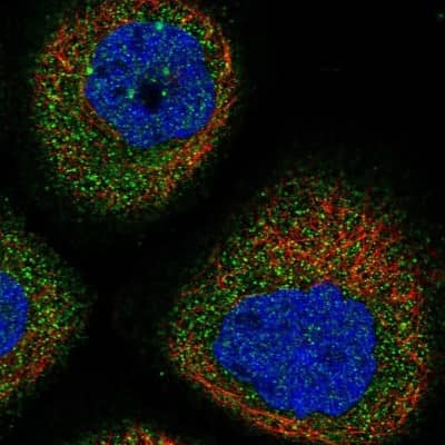 Immunocytochemistry/ Immunofluorescence: DPH4 Antibody [NBP1-87969]