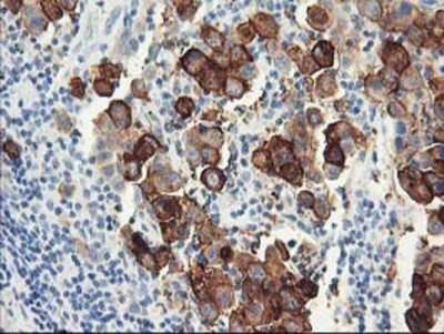 Immunohistochemistry-Paraffin: DPP10 Antibody (OTI1A5) [NBP2-01249]