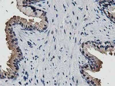 Immunohistochemistry-Paraffin: DPP3 Antibody (OTI2D9) [NBP2-01007]