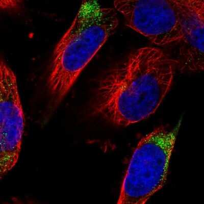 Immunocytochemistry/ Immunofluorescence: DPP3 Antibody [NBP2-34021]