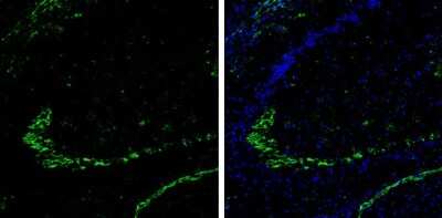 Immunohistochemistry-Frozen: DPP6 Antibody [NBP3-13212]