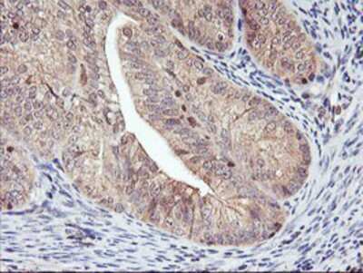 Immunohistochemistry-Paraffin: DPP9 Antibody (OTI2E3) [NBP2-01521]