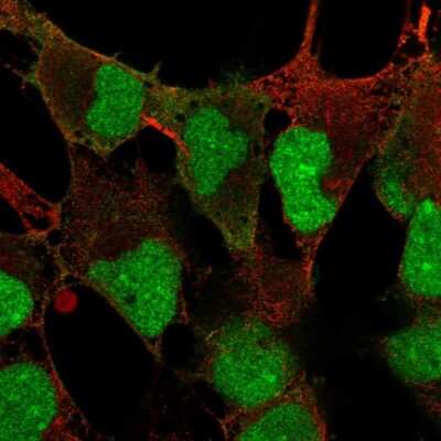 Immunocytochemistry/ Immunofluorescence: DPPA4 Antibody [NBP2-48633]