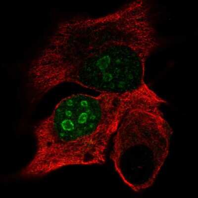 Immunocytochemistry/ Immunofluorescence: DPPA4 Antibody [NBP2-48634]