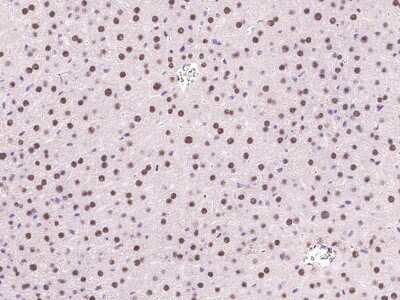 Immunohistochemistry-Paraffin: DPPA4 Antibody [NBP2-99578]