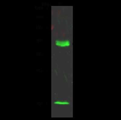 Western Blot: DPPA4 Antibody [NBP2-98786]