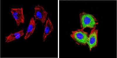 Immunocytochemistry/ Immunofluorescence: DPPIV/CD26 Antibody (236.3) - Azide and BSA Free [NBP2-22434]