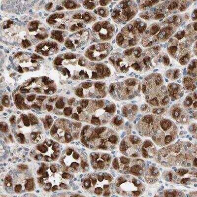 Immunohistochemistry: DPY19L3 Antibody [NBP1-86489]