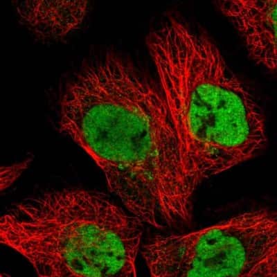 Immunocytochemistry/ Immunofluorescence: DPY30 Antibody [NBP1-91848]