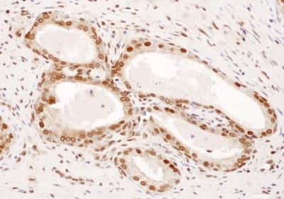 Immunohistochemistry-Paraffin: DPY30 Antibody [NBP2-32201]