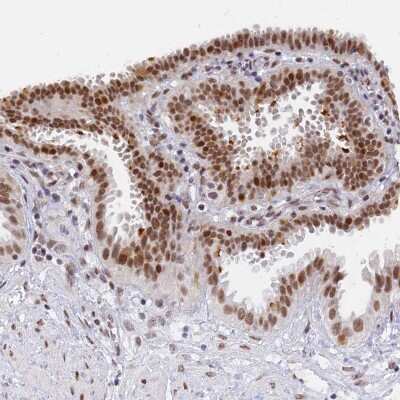 Immunohistochemistry-Paraffin: DPY30 Antibody [NBP1-91848]