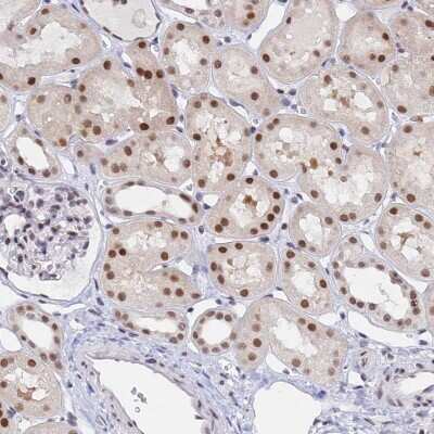 Immunohistochemistry-Paraffin: DPY30 Antibody [NBP1-91848]