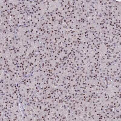 Immunohistochemistry-Paraffin: DPY30 Antibody [NBP1-91848]