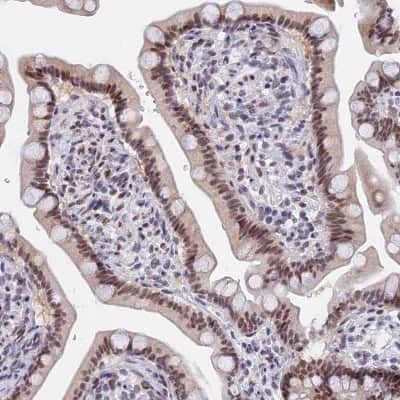 Immunohistochemistry-Paraffin: DPY30 Antibody [NBP1-91848]