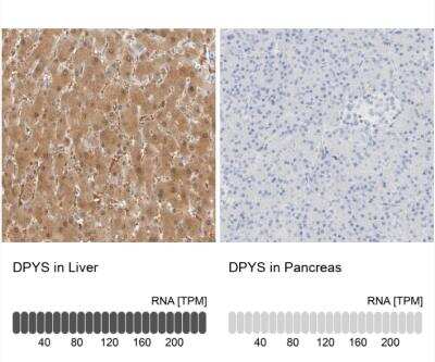 Immunohistochemistry-Paraffin: DPYS Antibody [NBP1-85224]