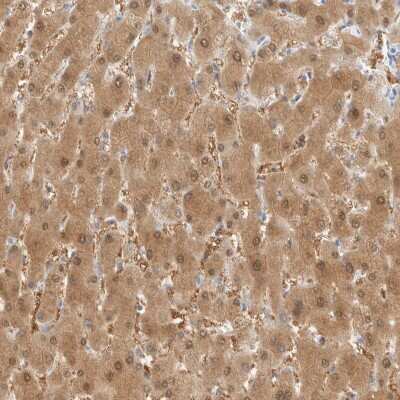 Immunohistochemistry-Paraffin: DPYS Antibody [NBP1-85224]