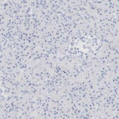 Immunohistochemistry-Paraffin: DPYS Antibody [NBP1-85224]