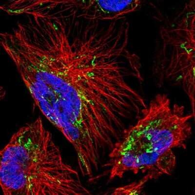 Immunocytochemistry/ Immunofluorescence: DPYSL4 Antibody [NBP2-13937]