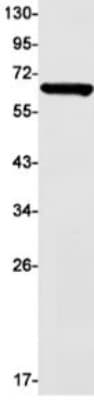 Western Blot: DPYSL4 Antibody (S01-6G1) [NBP3-19950]