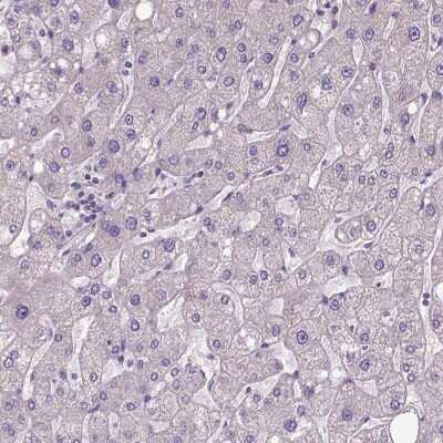 Immunohistochemistry-Paraffin: DQX1 Antibody [NBP1-91849]