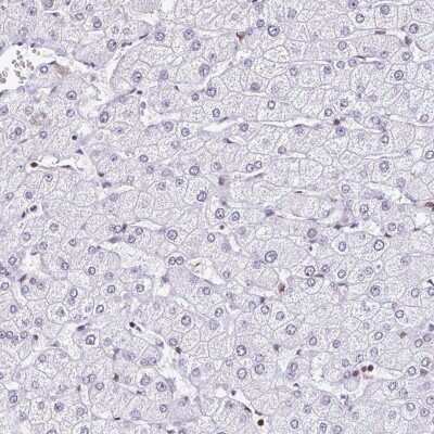 Immunohistochemistry-Paraffin: DR1 Antibody [NBP2-47480]