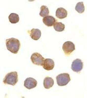 Immunocytochemistry/ Immunofluorescence: DR3/TNFRSF25 Antibody - BSA Free [NBP1-77019]
